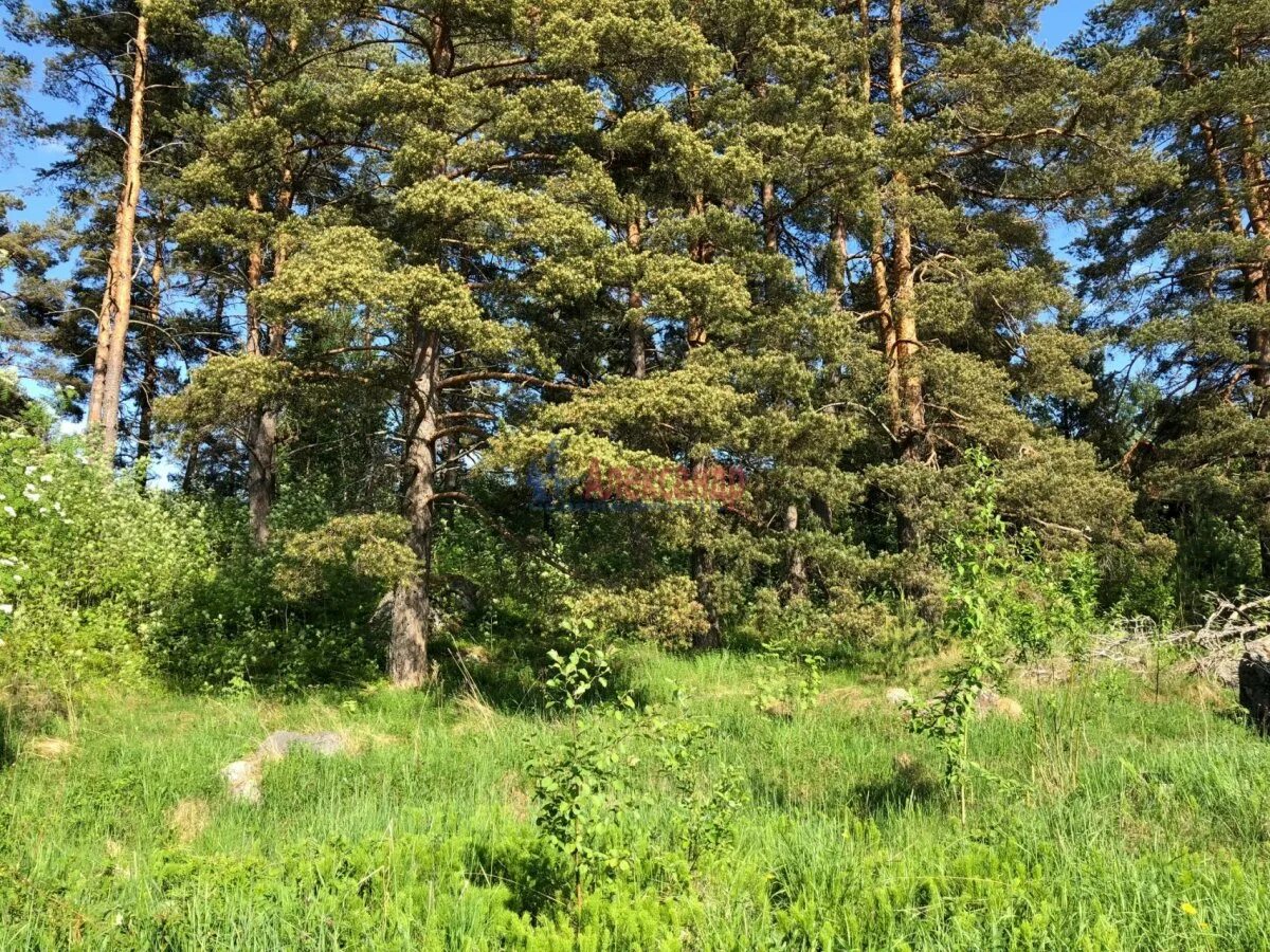 Хвойное Приозерский район. Д хвойное Приозерский район. Деревня хвойное Нижегородская область.