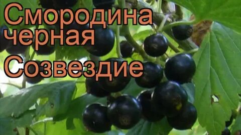 Садовод смородина