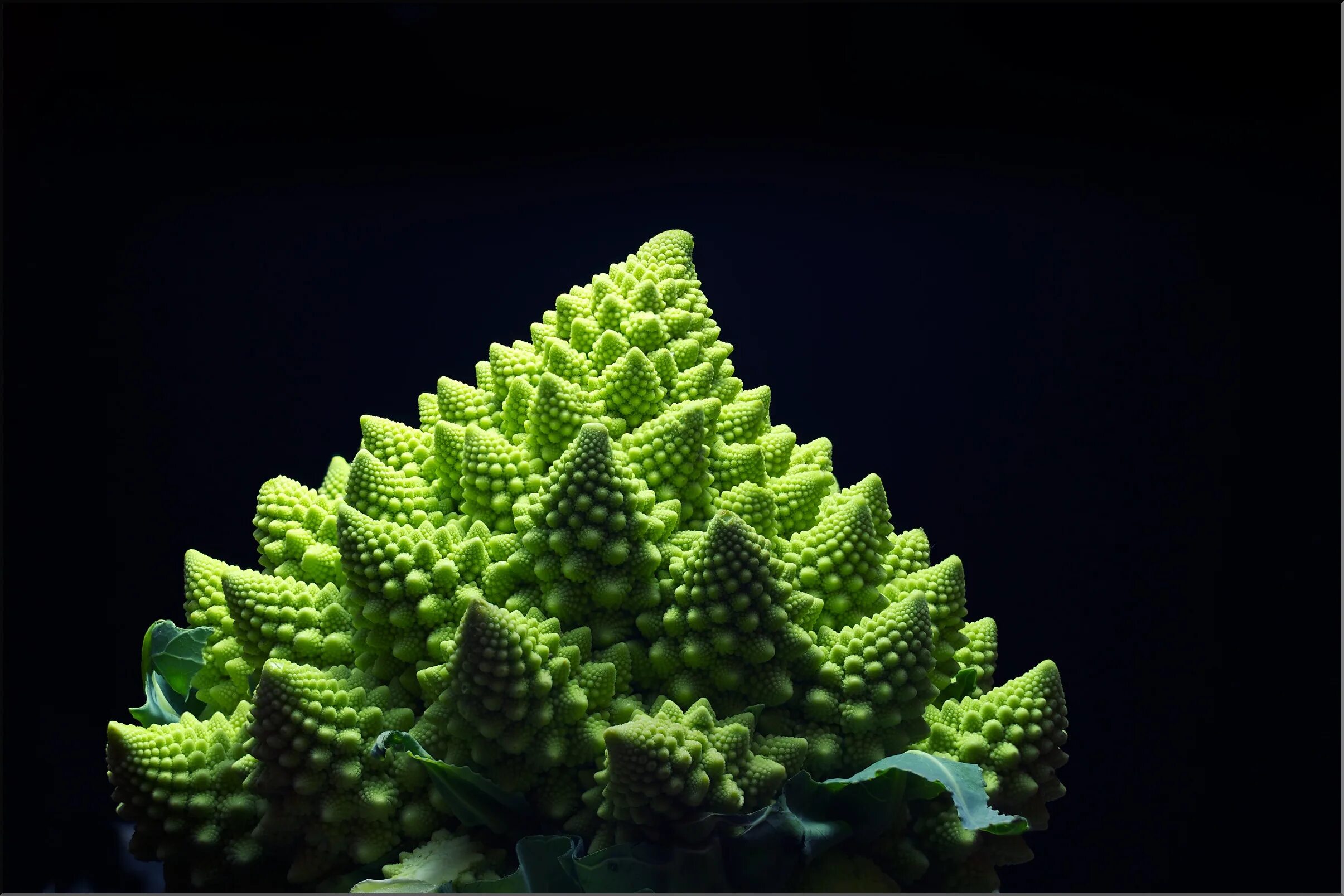 алоэ спиральное многолистное. фрактальная геометрия природы. фракталы в жизни. фракталы в жизни. бисератум папоротник.