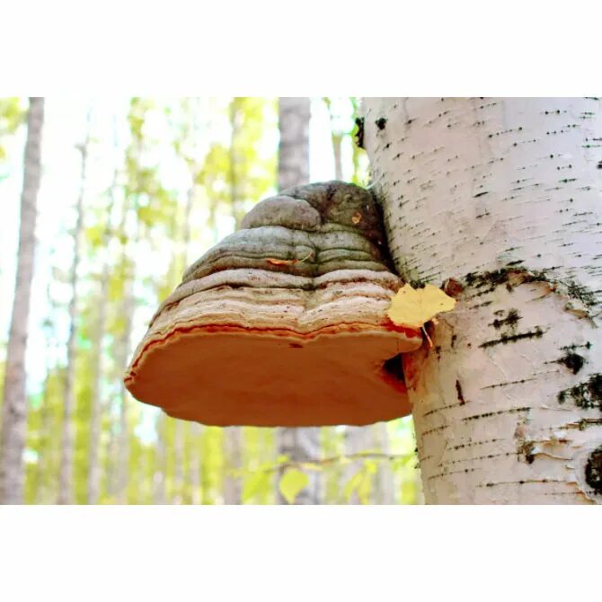 Posts about Washington Native plants on Radical Botany Chaga, Chaga tea, Coffee 