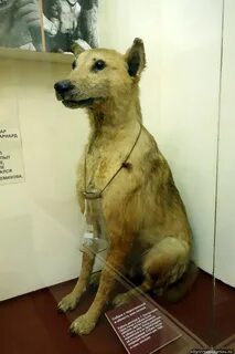 Собаки павлово