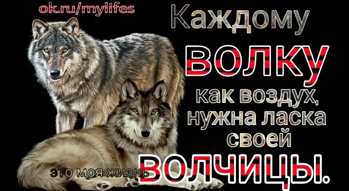 Волчица не позабывшая ребячьих своих забав. Верность Волков. Мой волк. Верность волка цитаты. Волк верен своей волчице.