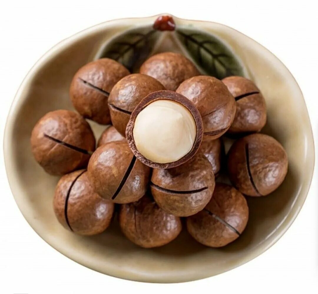 орех макадамия австралийский. орех макадамия австралийский. царь орех макадамия. королевский орех макадамия. орех микамидия.