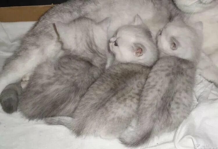 Как выглядят котята шотландской кошки Шотландские кошки в 5 месяцев: фото, уход, цена
