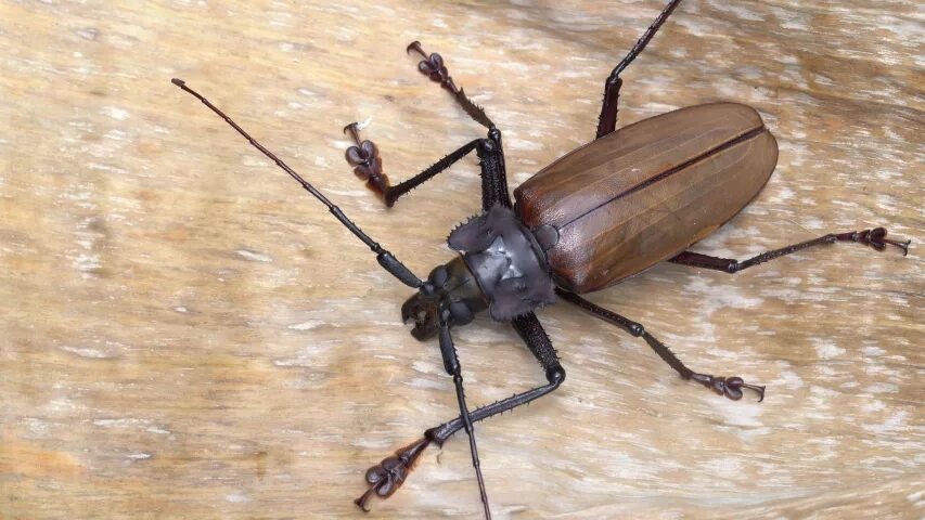 First bug