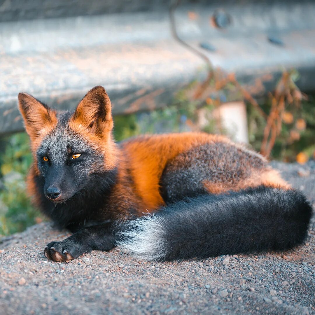 В каком fox. Канадская лисица чернобурая. Чернобурая лиса Огненная. Чернобурая лиса окрасы. Чернобурая лисица в природе.
