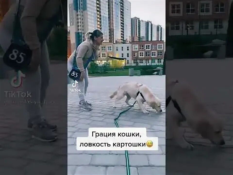 Что значит грация кошки. Грация кошки ловкость. грация кошки ловкость картошки. кошки грация ловкость карто. фраза грация кошки ловкость картошки.