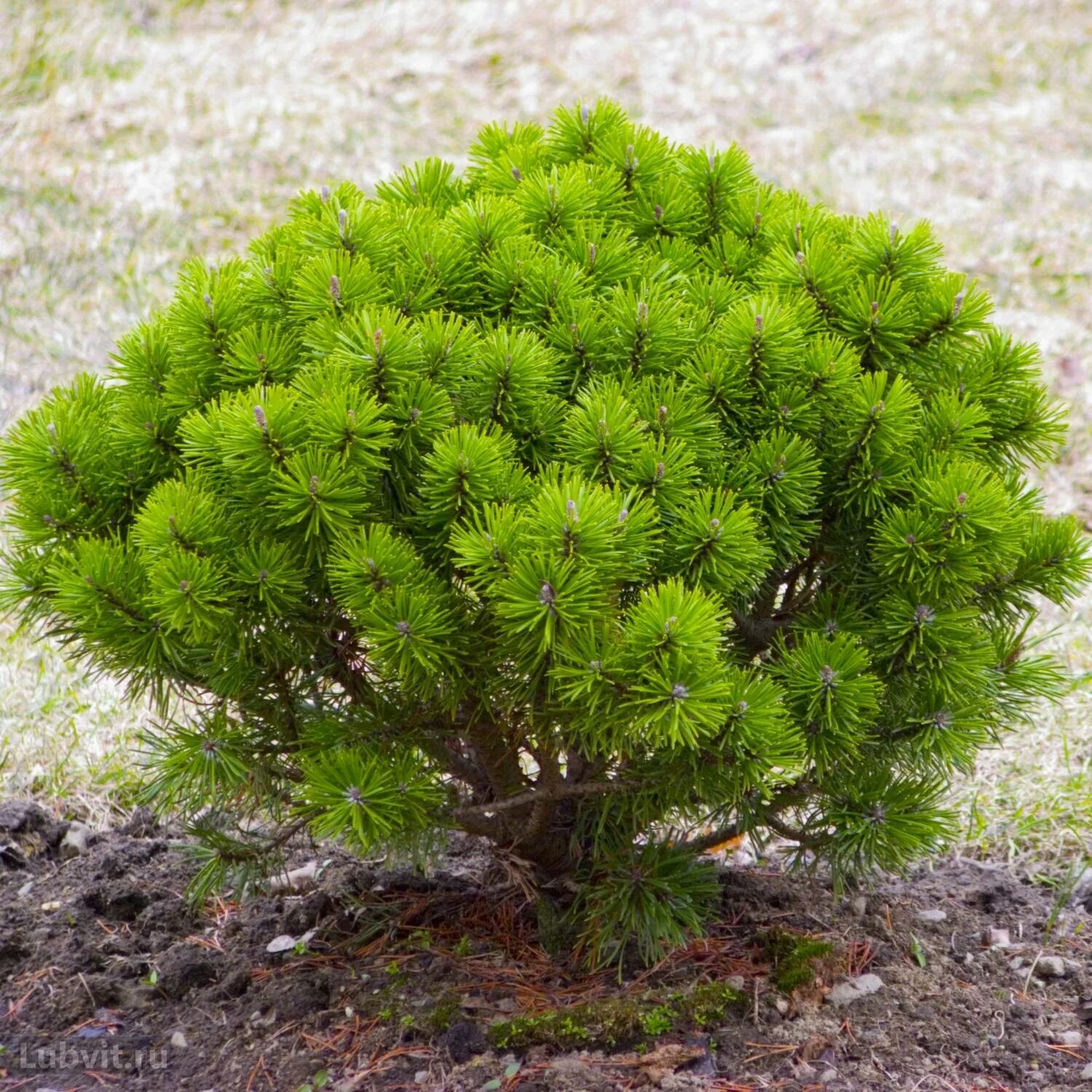 Сосна шарами. Pinus mugo. Сосна Горная Бенджамин. Сосна Горная Офир. Сосна Горная Pinus mugo OPHIR.