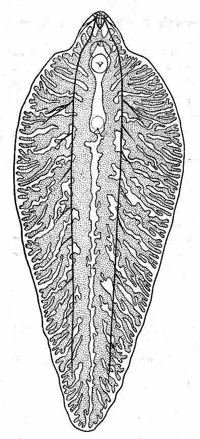 Печеночный сосальщик строение. Марита трематоды. Половая система печеночной двуустки. Строение фасциолы печеночной.