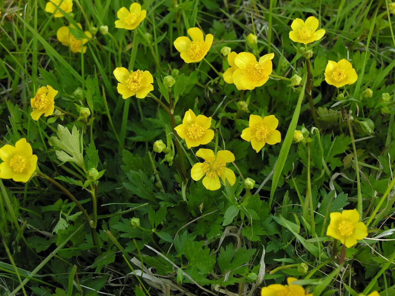 Лютик ползучий Ranunculus repens. Ranúnculus répens - Лютик ползучий. Лютик ползучий (Ranunculus repens l.). Лютик стелющийся.