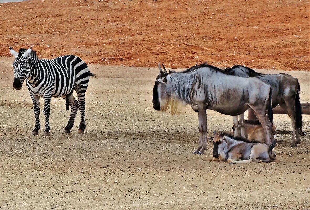 Антилопа гну и буйвол. Миграция антилоп серенгети. Антилопа гну и зебра. Антилопа гну. Голубой гну.