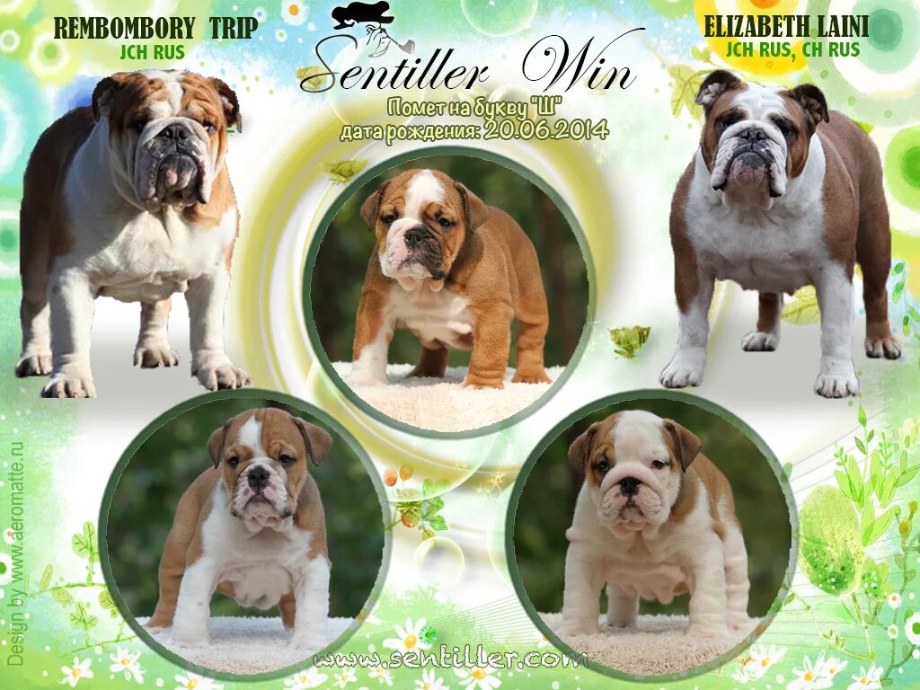 мостин собака чемпион россии. город-собака чернова-деткина. английский мастиф айкама зорба. собачьи питомники в москве. щенки на букву ш.