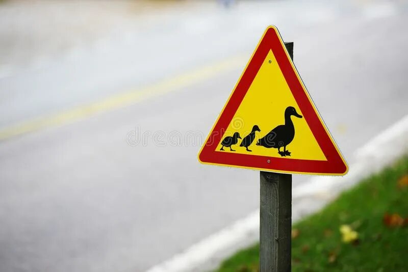 Знак с утками. Дорожный знак утки. Дорожный знак с уткой. Знак осторожно утки. Необычные дорожные знаки Дикие утки.