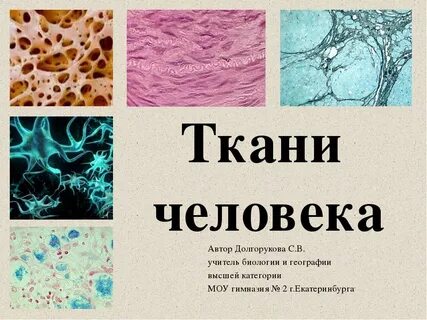 Контрольная работа ткани человека