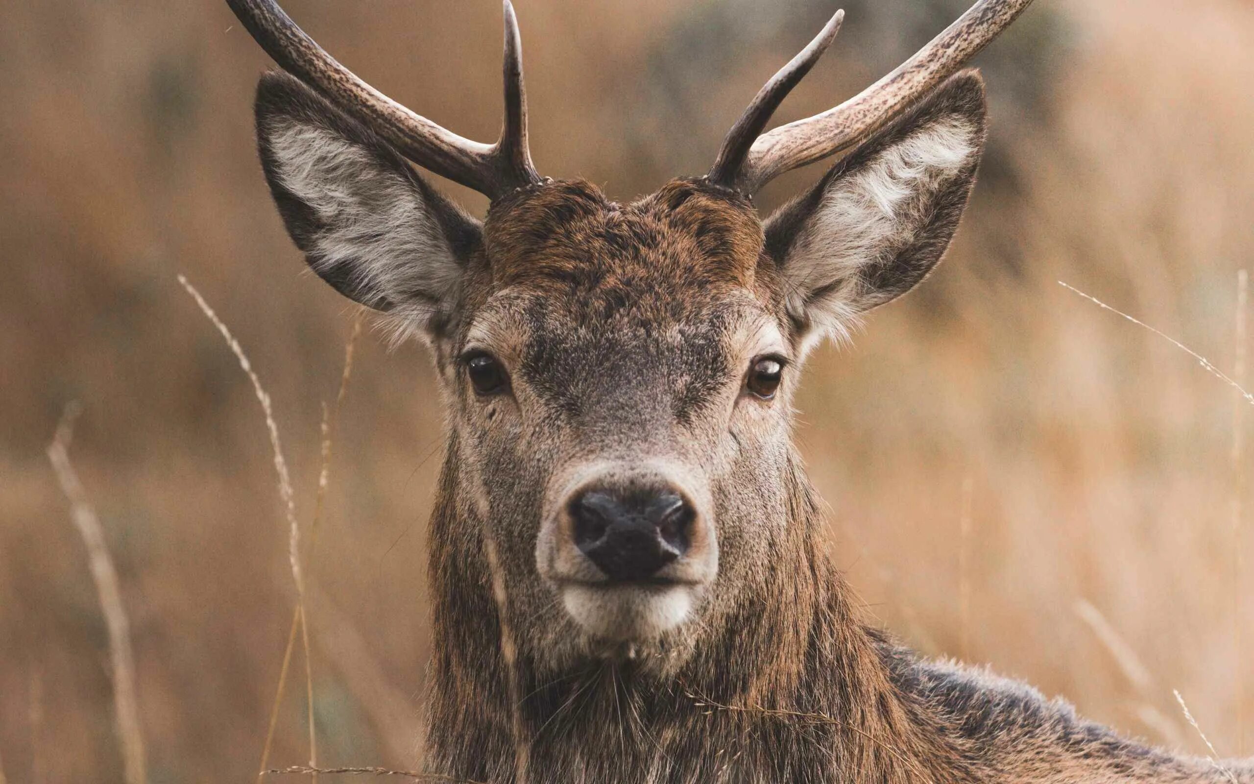 Whitetail deer call sound - YouTube