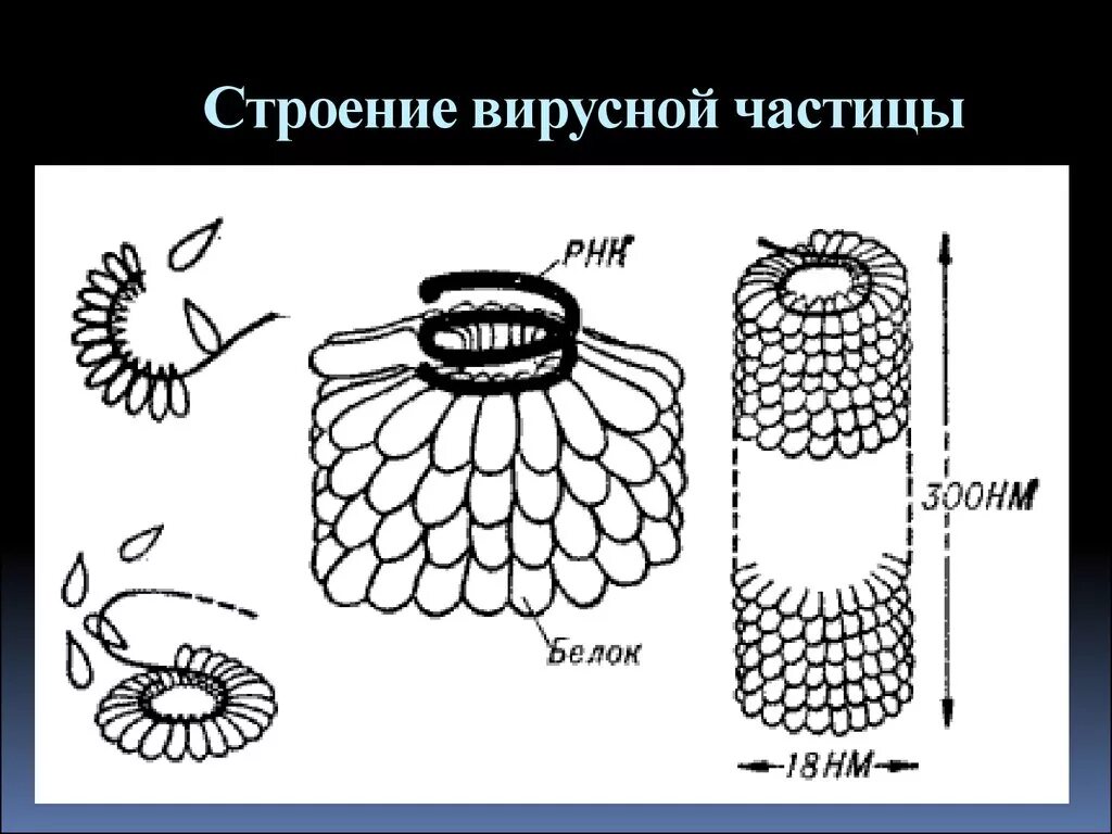 Табачный вирус. Структура вируса табачной мозаики. Табачный вирус. Табачный вирус. Вирус табачной мозаики электронный микроскоп.