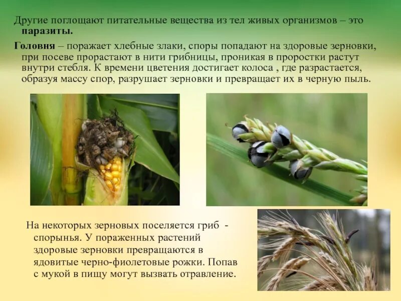 Какой вред наносят хлебным злакам головня. Питательные вещества споры. головня – это гриб, поражающий хлебные злаки.. головня организм хозяин. споры головни.