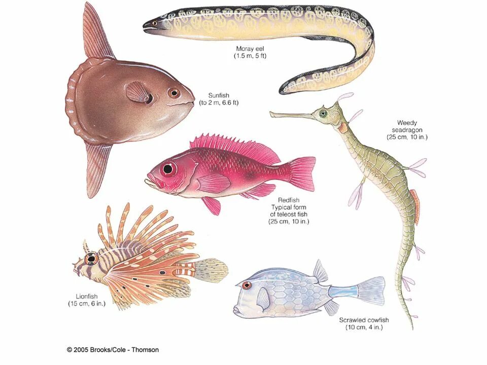 Fish examples