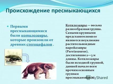 Признаки пресмыкающихся животных