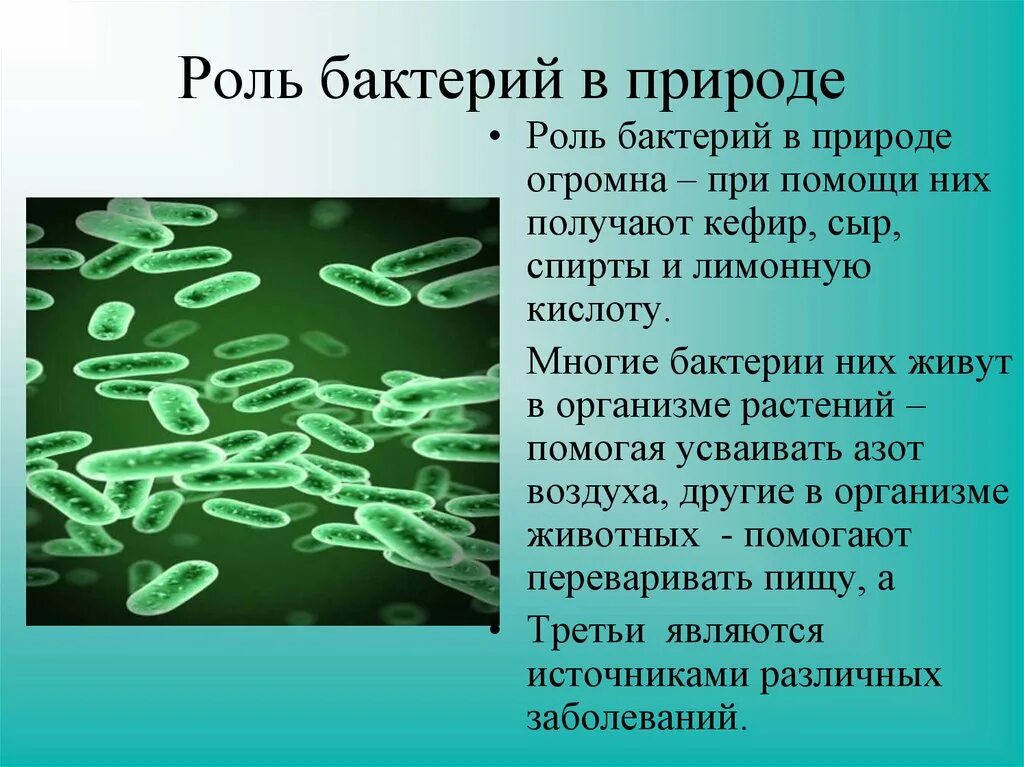 Роль бактерий в природе. Сообщение о роли бактерий. Информация о бактериях. Доклад о бактериях. Почему бактерии считают