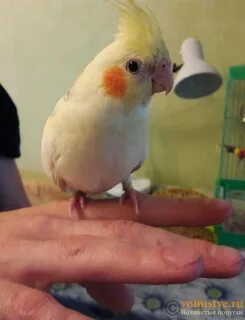 Корелла нос