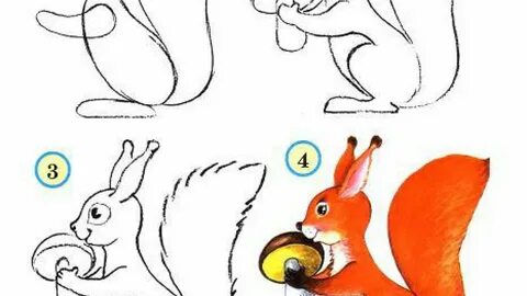 Рисование белки старшая группа
