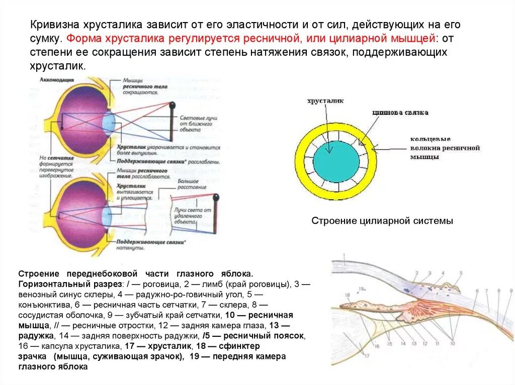 Ресничная мышца глаза функции. Изменение кривизны хрусталика глаза. Норма кривизны хрусталика. Обеспечивает изменение кривизны хрусталика. Строение глаза мышцы хрусталика.
