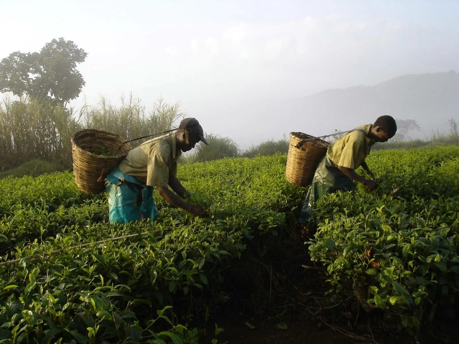 Плантации чая в Индии. Чайные плантации в Уганде. Плантации чайные плантации Индии. Руанда кофе плантации.