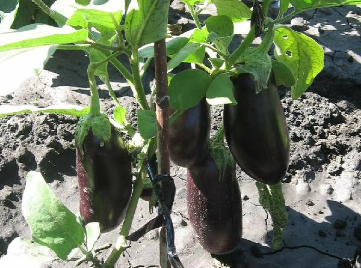 Сорт баклажан алексеевский. Баклажан алексеевский описание. Баклажан алексеевский описание сорта фото. Баклажан алексеевский семена алтая. Баклажан алексеевский описание сорта фото отзывы.