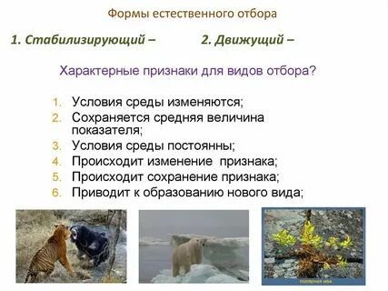 Укажите пример естественной системы