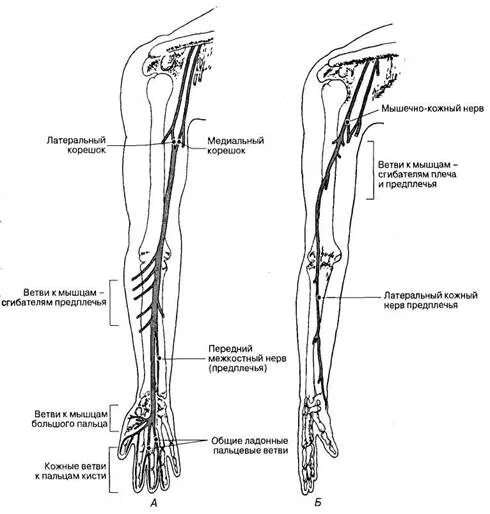 Кожно нервные. Схема иннервации плечевого сплетения верхней конечности. Срединный нерв анатомия схема. Мышечно-кожный нерв иннервирует. Мышечно кожный нерв топография.