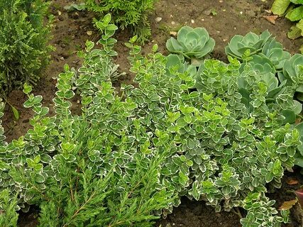 Вечнозеленый кустарничек