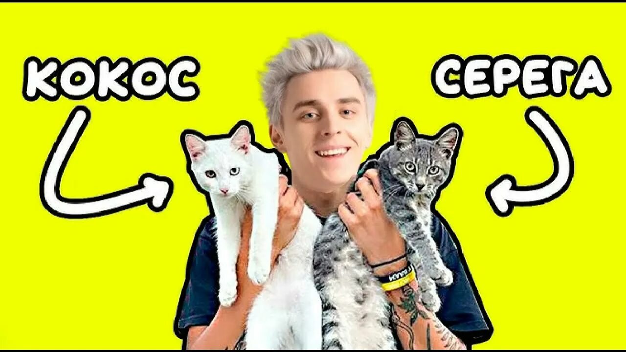 Песня холи бам котята. Песня холи бам котята