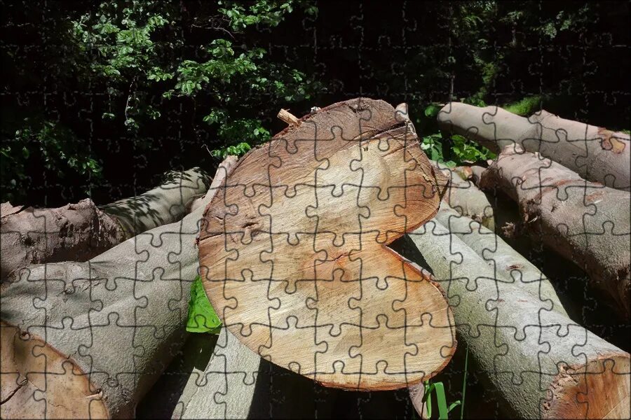 Трещина в камне. Раскололась дерево. Морозобоины на яблонях. Цитоспороз (стволовая гниль. Расщепленное дерево молнией.