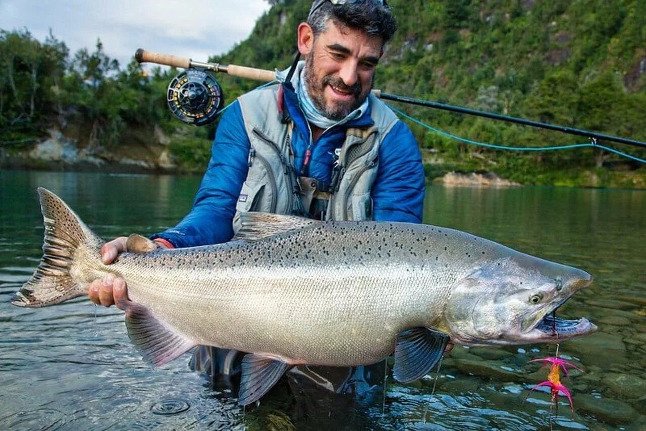 Рыба камчатки чавыча. Чавыча рыба. Как выглядит рыба чавыча. Кольский чавыча. Чавы.