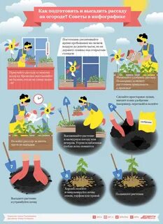 Высадка рассады в открытый грунт: советы дачников АиФ Новосибирск