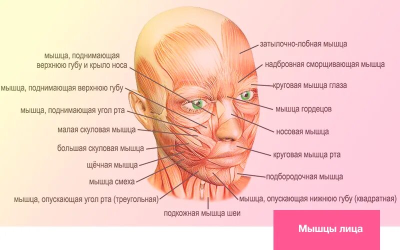 Поднимал какое лицо. Мышцы лица. Мышцы лица анатомия. Мимические мышцы лица анатомия. Строение мышц лица человека.