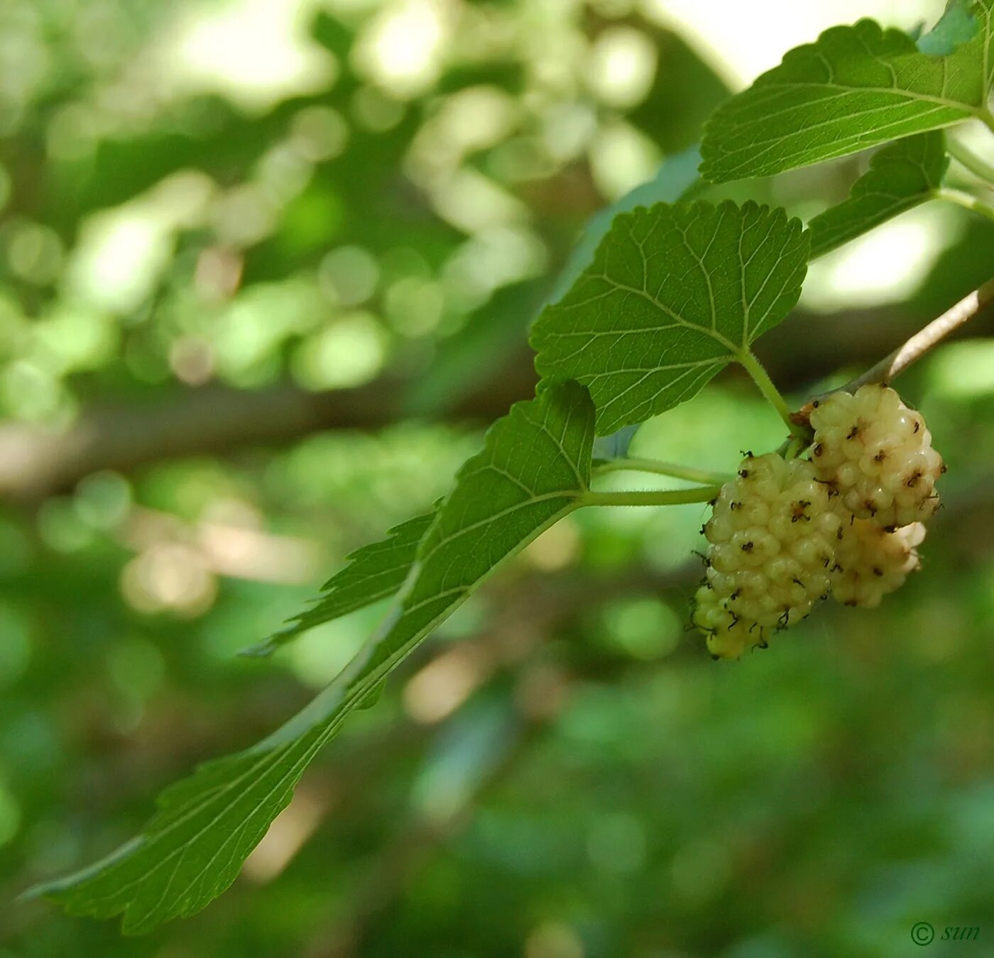 Шелковица morus. Шелковица красная (morus rubra ). Шелковица morus. Тутовник шелковица ягода. Шелковица дерево.