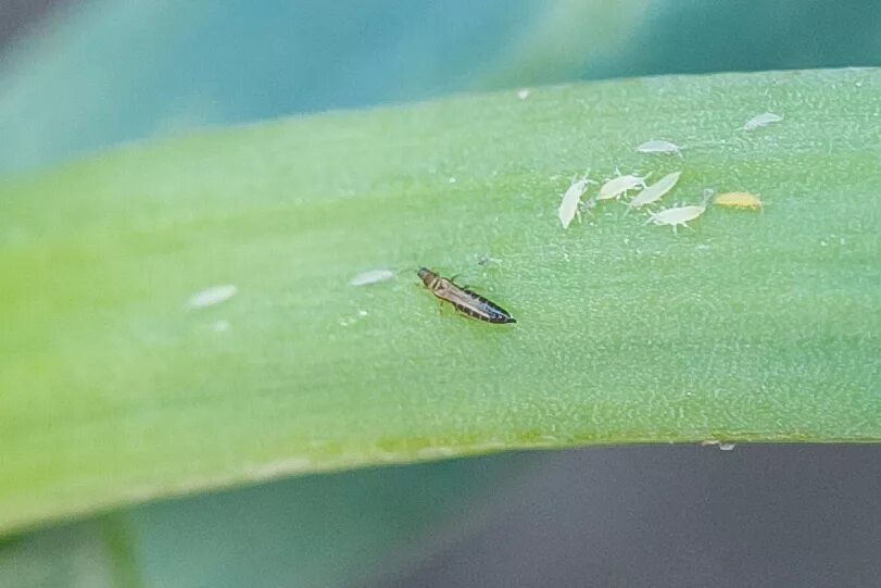 Пшеничный трипс. Трипс табачный Thrips tabaci Lind.. Трипсы личинки Имаго. Haplothrips tritici - трипс пшеничный. Хлорофитум трипсы.