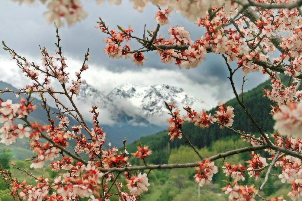 Киргизия в мае. Предгорья Тянь Шань абрикосы в цвету. Природа Кыргызстана весной.