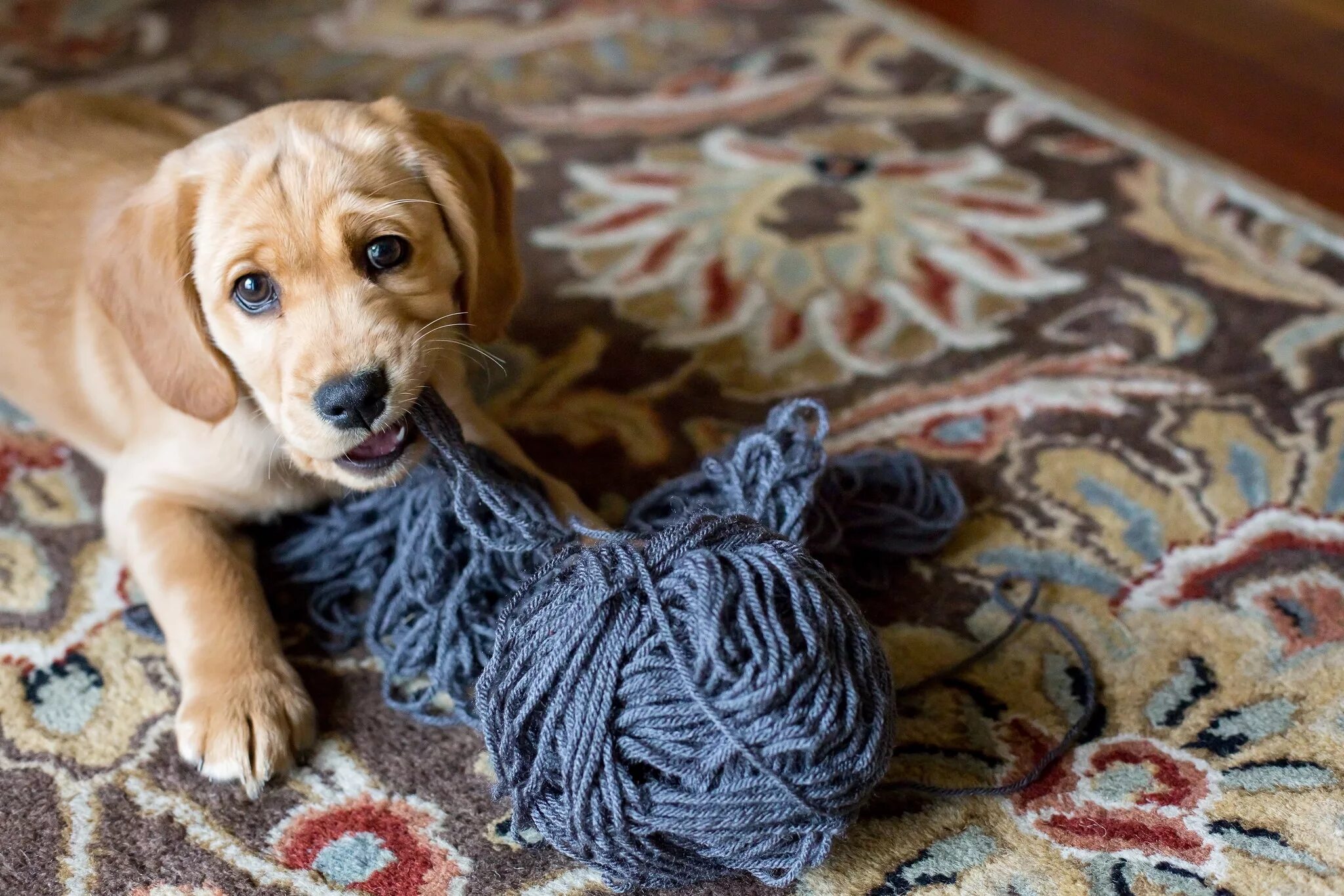 ершистый терьер. порода собак бигль. собачки для дома. такса пинчер. собаки для дома.