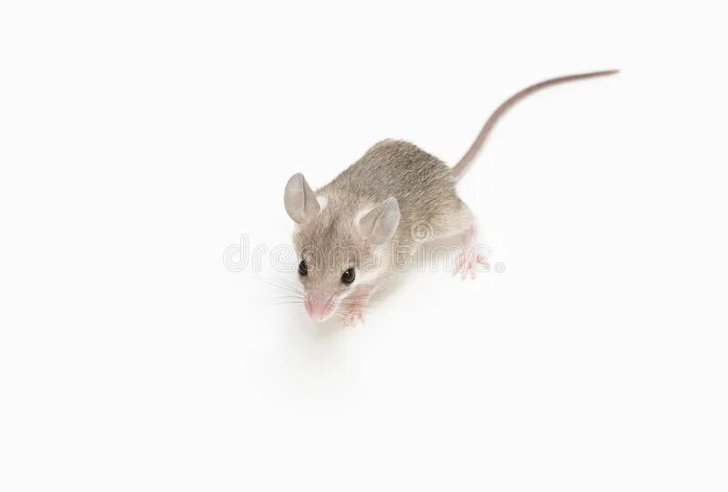A mouse a small body