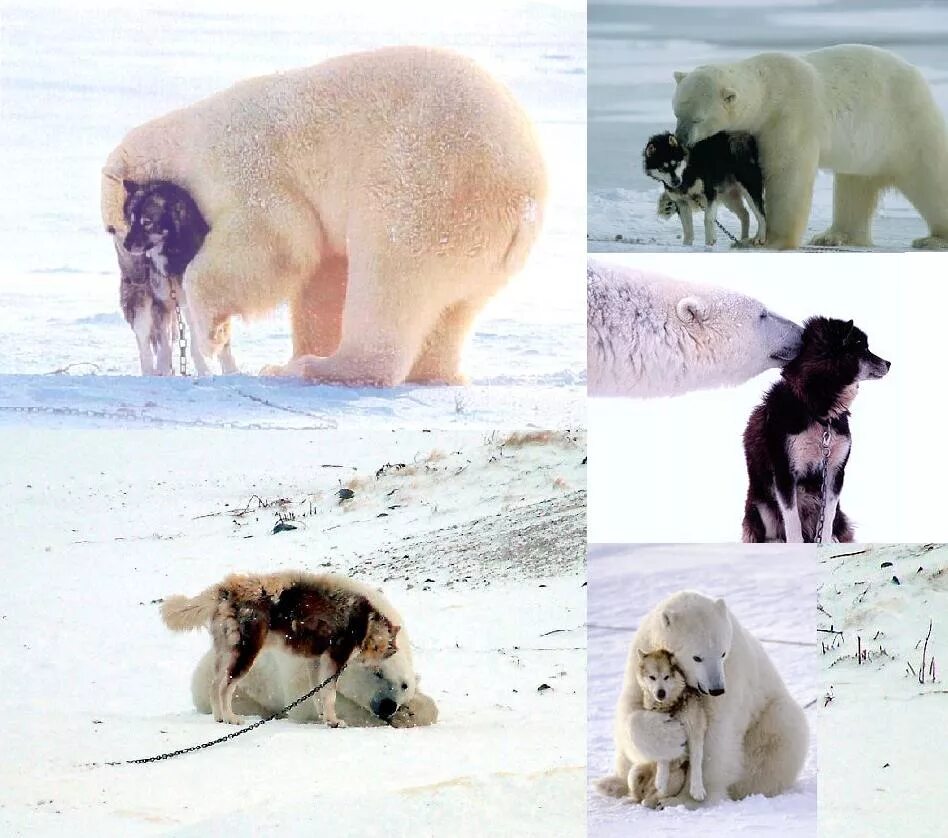Видео собака привела медведей. Собака белый медведь. Дружба белого медведя и собаки. Собака и медведь Дружба.