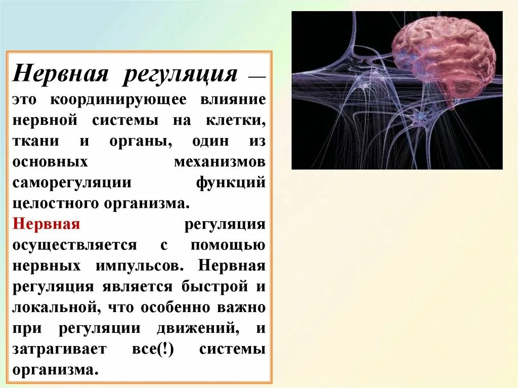 Нервные действия. Нервный механизм регуляции функций. Нервная регуляция функций организма осуществляется с помощью чего. Роль нервной системы в регуляции функций организма. Нервная и гуморальная регуляция деятельности организма.