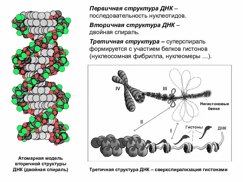 Связана с белками гистонами. Первичная вторичная и третичная структура ДНК. Первичная и вторичная структура ДНК. Строение первичной структуры ДНК. Структуры ДНК первичная вторичная и третичная четвертичная.