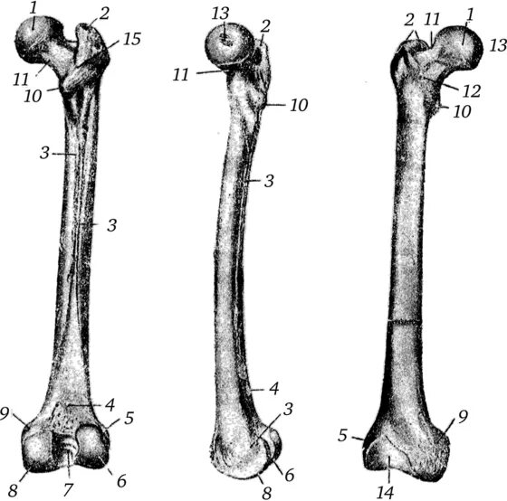 Нижние конечности бедро. Большой вертел большеберцовой кости. Бедернна кость анатомиякость. Свободная нижняя конечность бедренная кость. Бедренная кость скелет верхней конечности.