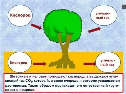 Свету наоборот поглощают