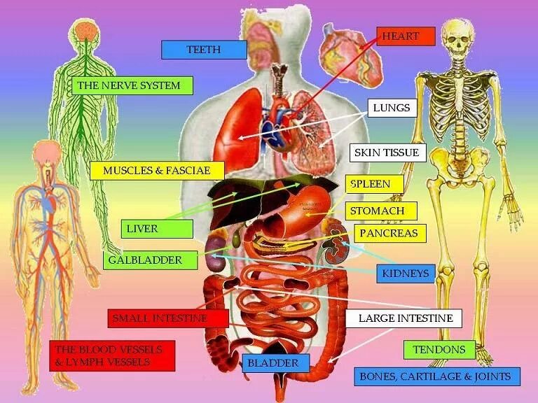 Китайская медицина органы. Органы в китайской медицине. Парные органы тела человека. Парные органы по китайской медицине. Парные органы у человека в китайской медицине.