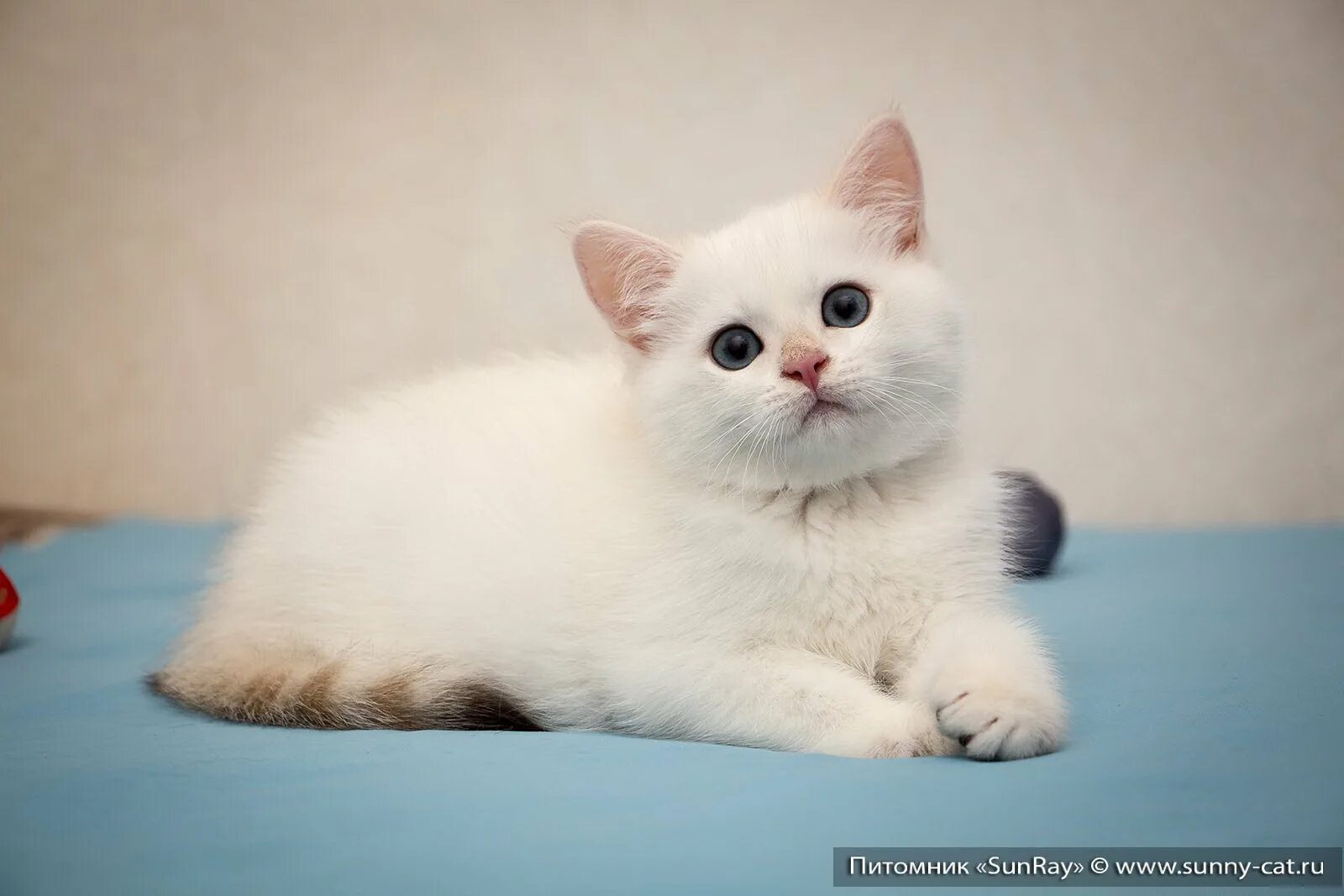 Британская шиншилла колор пойнт. Шиншилла пойнт кот. Шиншилла поинт. Шиншилла пойнт кот. Шиншилла пойнт кошка.