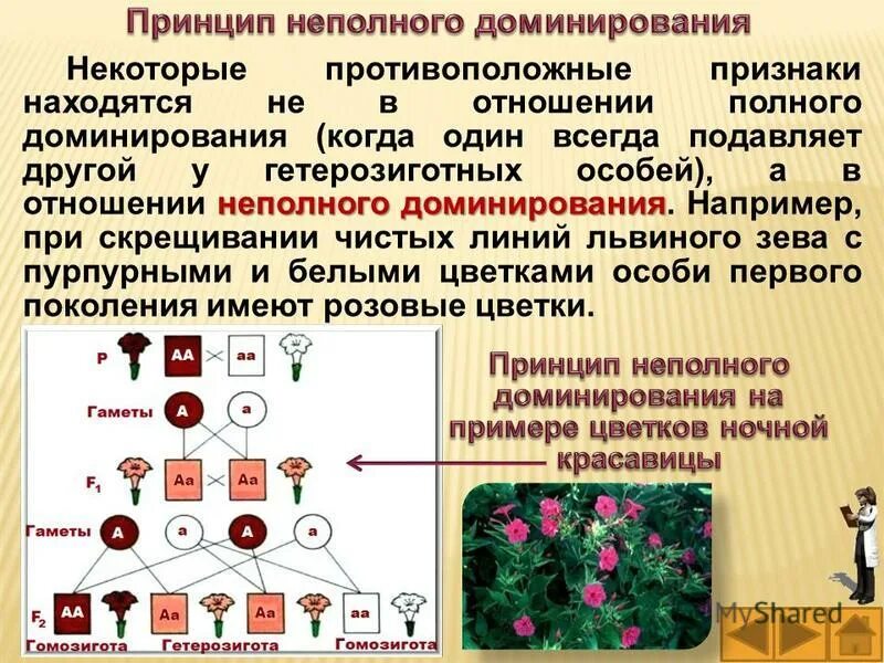 Принцип неполного доминирования